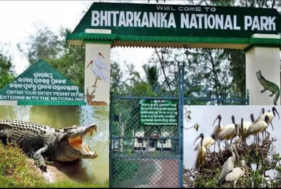 ଦୀର୍ଘ ୩ ମାସ ପରେ ଖୋଲିଲା ଭିତରକନିକା ଜାତୀୟ ଉଦ୍ୟାନ