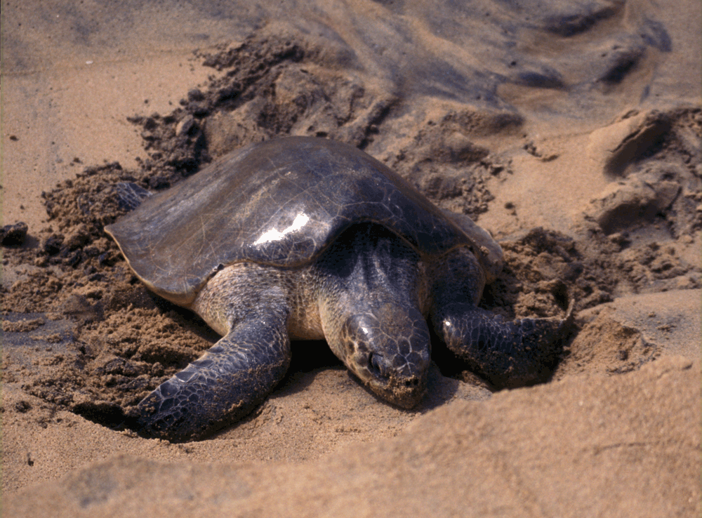 ନଭେମ୍ବର ୧ରୁ ପୁରୀରେ ମାଛଧରା କଟକଣା