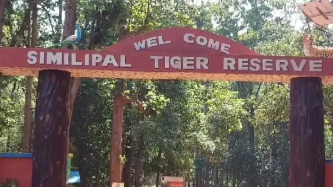 ପର୍ଯ୍ୟଟକଙ୍କ ପାଇଁ ଖୋଲିଲା ଶିମିଳିପାଳ ବ୍ୟାଘ୍ର ପ୍ରକଳ୍ପ